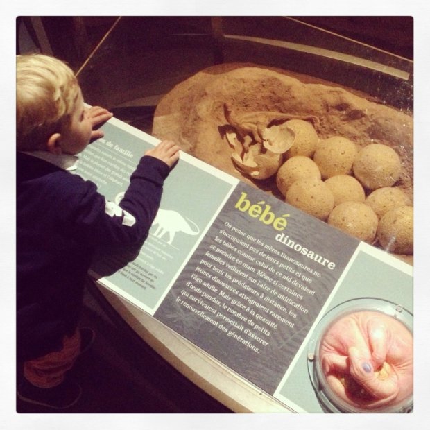Dinosaurs and their eggs
