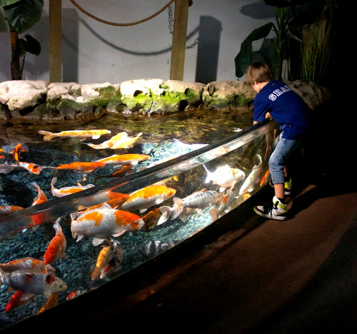 Koi carpers 